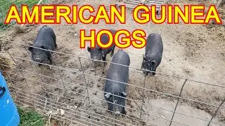 Meet Our American Guinea Hogs - Found  A Sick One!  We Take It's Temperature!