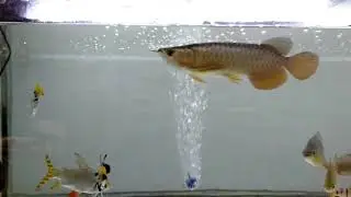 six-banded distichodus