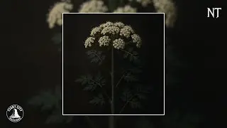 Noah Thorne - Honey & Hemlock (Official Audio)