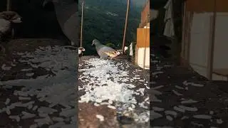 #nature #sparrow #pigeon#fightforfood#birds