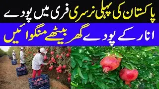 Anar ka sasta poda | Pomegranate plant available in lowest price in Pakistan || انار کے سستے پودے