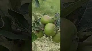 Manzanos cargados #manzanos #countrylifevlog