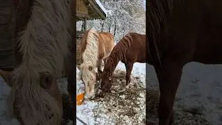 Horses and snow 🤍  #germany #winter #horses #city #wanderlust #trip #explore #forest #lovely #travel