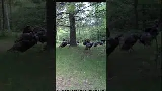 Subscribe - So You Dont Miss Tomorrow&rsquo;s Trail Cam Video!  #trailcam #wildlife #deer #bear