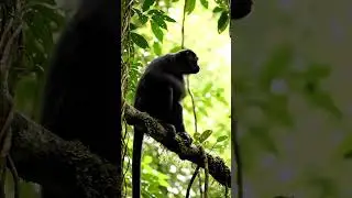 Spider Monkey climbing in the trees 🐒 #wildlife #spidermonkey #nationalgeographic #animallovers