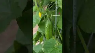 Productive little veggie garden. A bee haven!