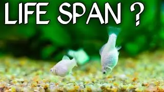 How long do molly fish live | Lifespan of mollies | Molly fish .