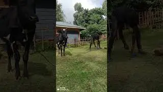 Village life is sweet @iammarwa @DeeMwango @davyjnr3009 @ItsNasto @Linet_ke