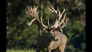 WORLDS LARGEST RED STAGS