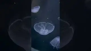 Moon jelly magic! 🌙🪼😍