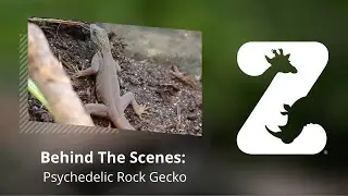 Behind The Scenes: Psychedelic Rock Gecko