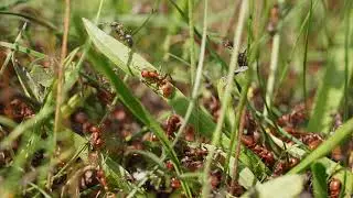 European Amazon Ant raid