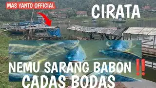 NEMU SARANG BABON NILA GACOR CIRATA CADAS BODAS, PALUMBON,PURWAKARTA