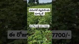 వరంగల్ పత్తి ధర Today warangal market Cotton rate #cotton #cottonmarket #cottonrate #enumamula #gk