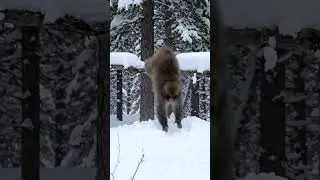 Monkey #snow