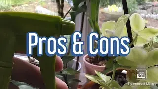 Pros and Cons of Misting Orchids