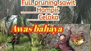 YouTube!!Pruning sawit pokok tinggi hampir celaka ketimpa pelepah sawit @BangEritChanel