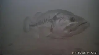 Icef Fishing Jumbo Perch & Crappie in Connectict