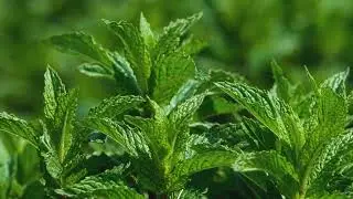 Refreshing Mint: Captivating Footage of a Versatile Herb