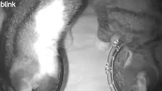 Feral cats will enter new shelter for food