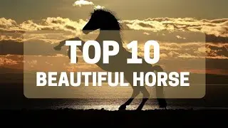 Duniya ke 10 Behtareen Ghoday | Top 10 Best Horses in the World You Must See!