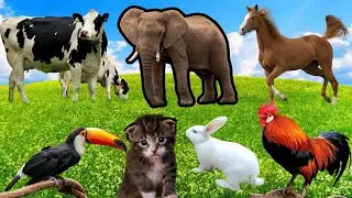 Cute moments of animals around us : Rabbit, Hornbill, Giraffe, Hippo - Pets & Animals, Giraffe sound