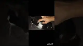 poor cats /helpstrayanimals