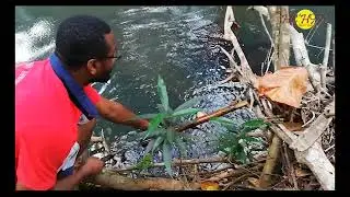 Les crevettes d'eau douce
