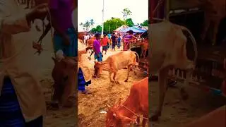maun media#S#funny video#viral video#short video#ফলোয়ার#follower