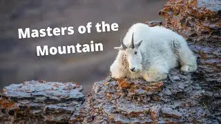 WILDLIFE PHOTOGRAPHY - SOLO OVERNIGHT BACKPACKING trip spent with some MOUNTAIN GOATS