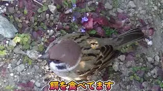 餌を貰いに手の上に飛んで来る雀達＆片足ちゃん 20260129 1（行き道）