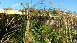 Tropical Shade Structure in the Valley of Sun (Phoenix, Arizona)