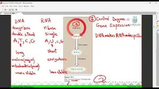 Biochemistry 1.1 (pharm.)تجريبي