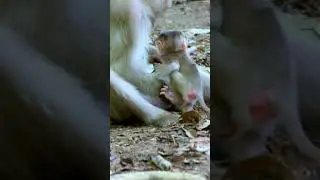 Baby monkeys So Cute with monkeys | Monkeys Zone  #monkey #babyanimal