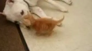 Kitten and Pit Bull