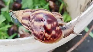 Today I Catch & Giving Food To African Snail- Snail Eating Food 