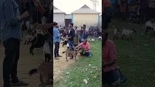 Кража козы с листьями джекфрута