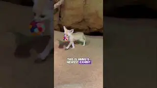 Fennec Foxes (& MORE) in our new exhibit 