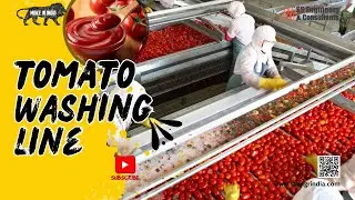 &ldquo;Automatic Tomato Washing Line 2025 | Industrial Cleaning System &ndash; SS Engineers&rdquo;