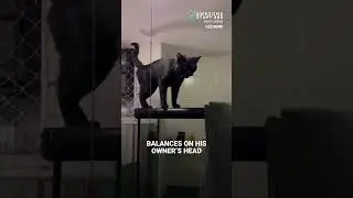 This Cat Drinks Water on His Owner's Head! | Awesome Stuff 365