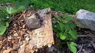 Ground Layering Propagation for Fruit Trees