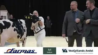 Kimbrerskuet 2025 - Holstein Kvier, Hold 3