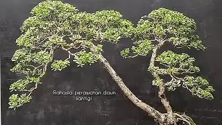 Tips perawatan bonsai santigi 