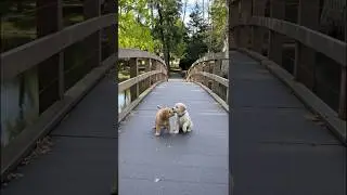 Cute Little Puppies Funny Video #puppy #cute #pets #funny #dog #viral #shorts