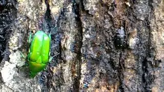 Helota Sap Beetle Licks Oak Tree Sap ヨツボシオオキスイがコナラの樹液を吸汁