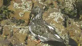 A Rola-do-mar / Ruddy Turnstone (Arenaria interpres) a descansar na zona da Cresmina.