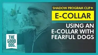 Using an e-collar with fearful dogs | Shadow Program Clip | The Good Dog Training