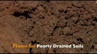 Plants for Poorly Drained Soils
