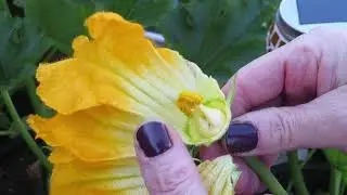 In my garden and how to hand pollinate zucchini&rsquo;s when there are no bees