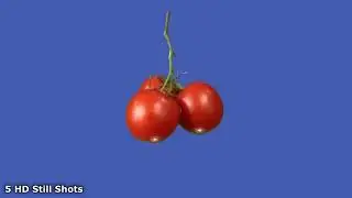Tomatoes On The Vine On Blue Screen FREE HD